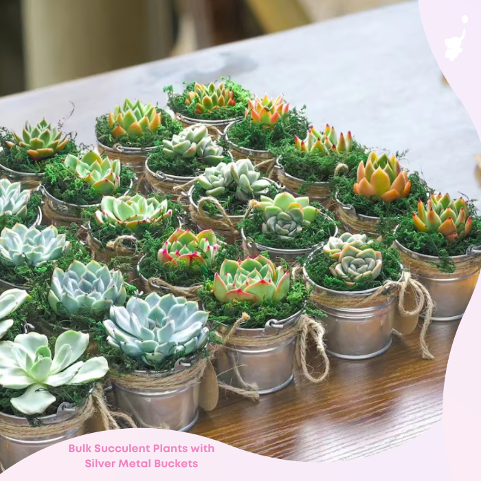 wbs succulent baby shower favor