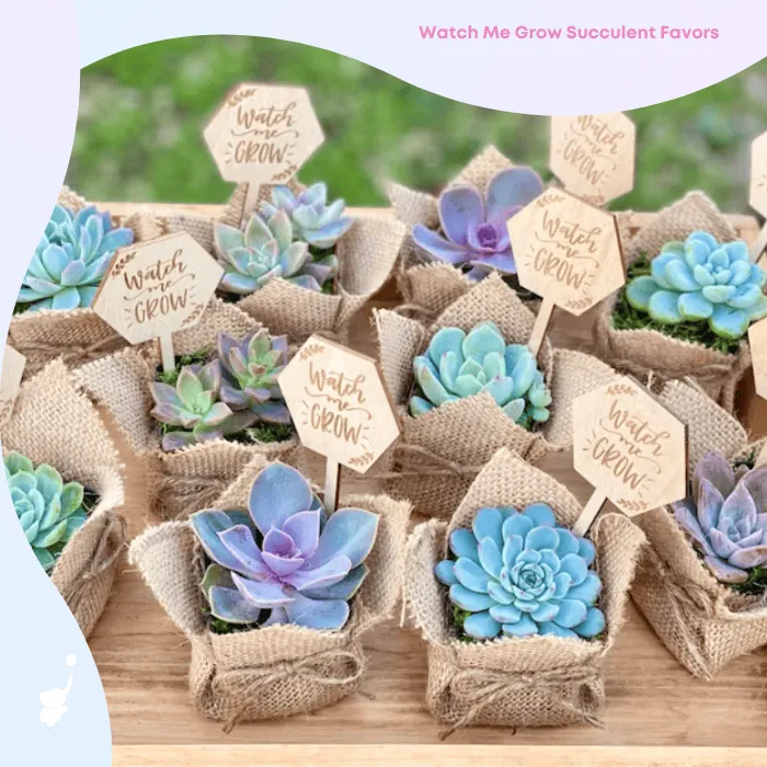 wbs succulent baby shower favor